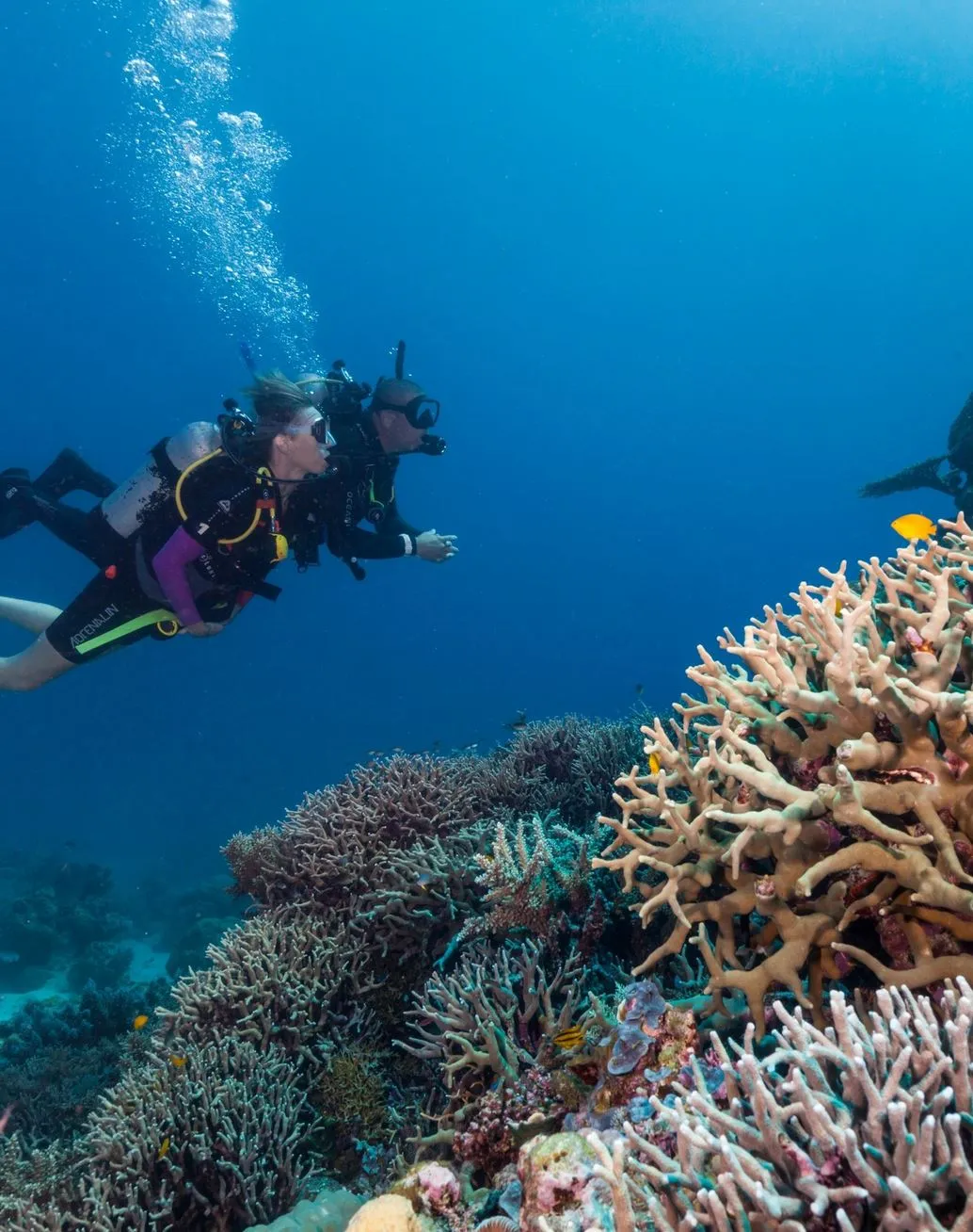 Great Barrier Reef Tours