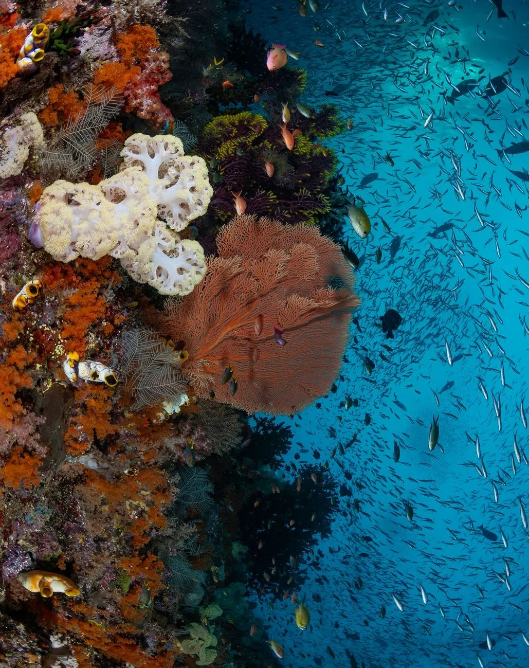 It’s Winter — And The Reef Is Just Warming Up