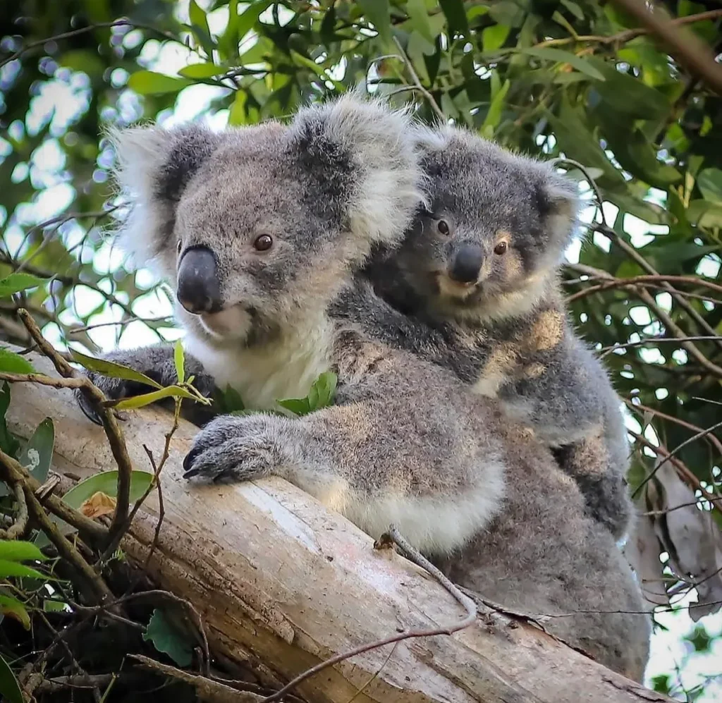 Tower Hill Wildlife Reserve