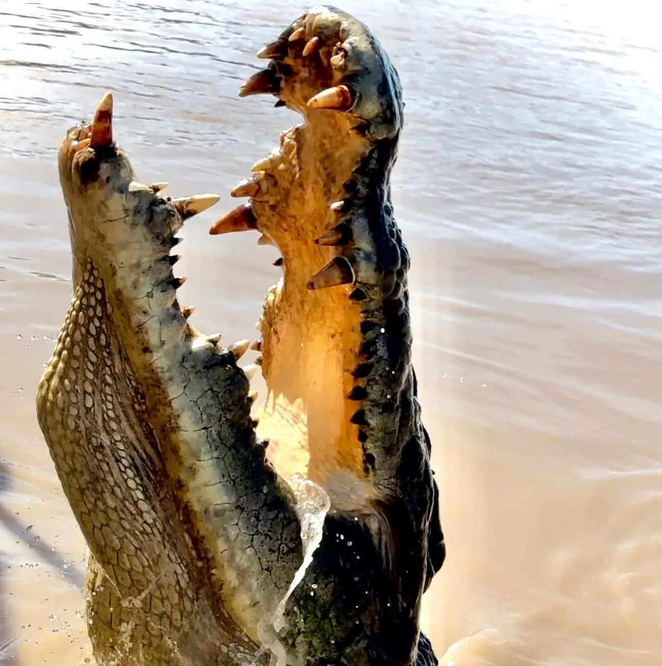 Understanding the Dry Season Rush