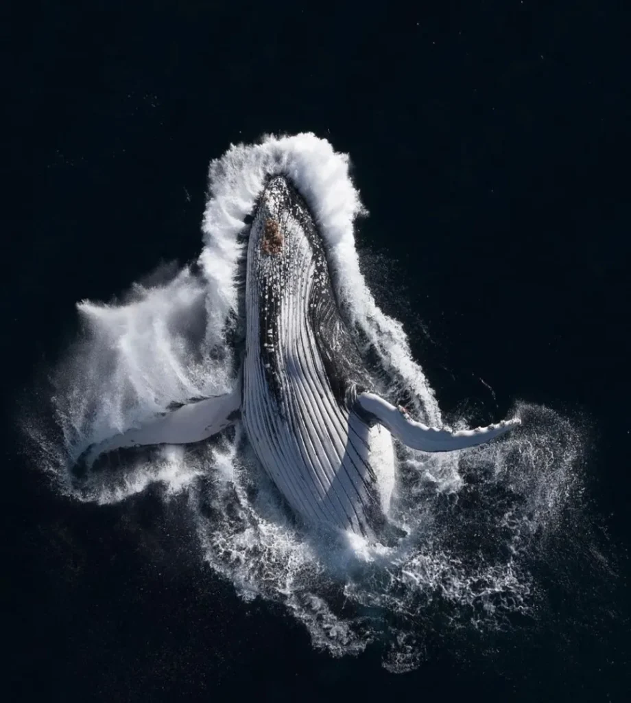 Watching whales