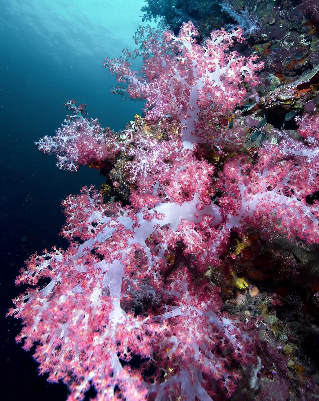 What Are 5 Interesting Facts About the Great Barrier Reef